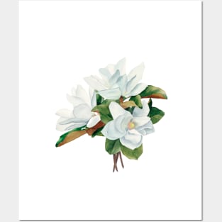 White magnolia painting Posters and Art